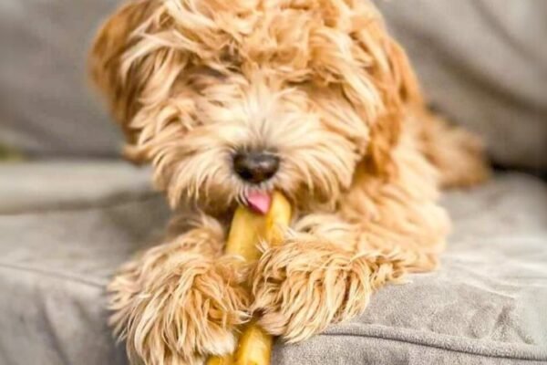 Native Pet Yak Dog Chews 5-Pack Only $9.59 Shipped on Amazon (Great for Teething Pups!)