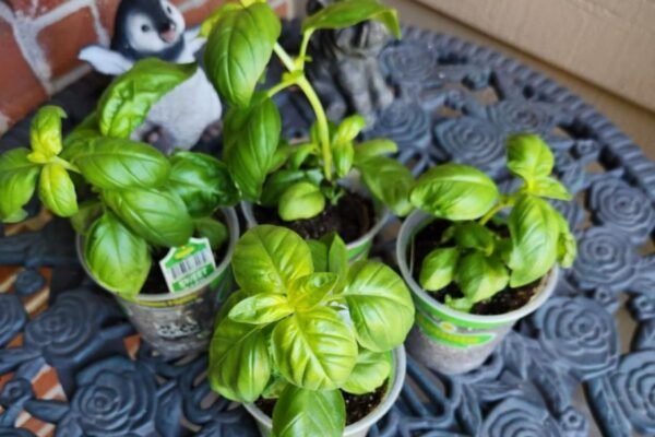 Sweet Basil Live Plant 4-Pack Only $18.72 on Amazon (Regularly $28)